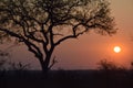 Beautiful sunset view in Kruger Southafrica Royalty Free Stock Photo