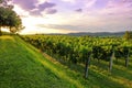 Beautiful sunset at the vineyards Royalty Free Stock Photo