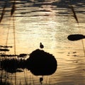 Silhouette of a Water bird sitting on a rock in the sunset