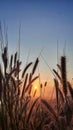 Beautiful Sunset Among The Weeds Royalty Free Stock Photo