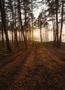 Beautiful sunset in the winter forest near and pine forest the Baltic Sea beach in Klaipeda, Lithuania Royalty Free Stock Photo