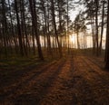 Beautiful sunset in the winter forest near and pine forest the Baltic Sea beach in Klaipeda, Lithuania Royalty Free Stock Photo