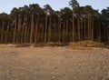 Beautiful sunset in the winter forest near and pine forest the Baltic Sea beach in Klaipeda, Lithuania Royalty Free Stock Photo