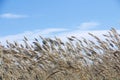 The beautiful sunshine in the morning shines on the hairy reed