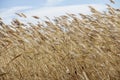 The beautiful sunshine in the morning shines on the hairy reed