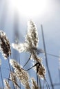 The beautiful sunshine in the morning shines on the hairy reed