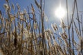 The beautiful sunshine in the morning shines on the hairy reed