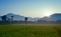 Beautiful sunshine and rice farm on morning time Royalty Free Stock Photo