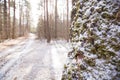 Beautiful sunshine and snow in Moscow forest. Moss on the tree. End of winter and beginning of spring. Royalty Free Stock Photo