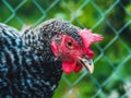 Beautiful super close-up portrait of chicken on home farm. Livestock, housekeeping organic agriculture concept. Hen with Royalty Free Stock Photo