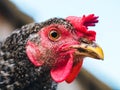 Beautiful super close-up portrait of chicken on home farm. Livestock, housekeeping organic agriculture concept. Hen with Royalty Free Stock Photo