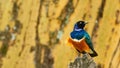 Superb starling, a colorful African bird