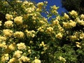 Beautiful Supple branches of Banksiae rose