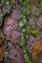 Beautiful Surface of Brown Tree Bark with Green Lichen.