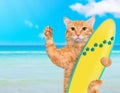 Beautiful surfer cat on the beach .