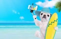 Beautiful surfer dog on the beach taking a selfie together with a smartphone. Royalty Free Stock Photo