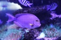 Beautiful surgeon fish swimming in aquarium