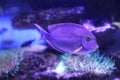 Beautiful surgeon fish swimming in aquarium water