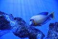 Beautiful surgeonfish swimming in aquarium water