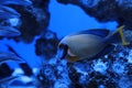 Beautiful surgeonfish swimming in clear aquarium water Royalty Free Stock Photo