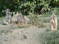 Beautiful suricate in natural green background