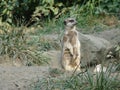 Beautiful suricate in natural green background