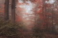 Beautiful surreal alternate color fantasy Autumn Fall forest lan