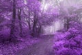 Beautiful surreal fairy tale forest trail into the fog Royalty Free Stock Photo