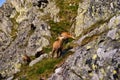 Beautiful surroundings Swinica and wild mountain goats Royalty Free Stock Photo