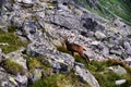 Beautiful surroundings Swinica and wild mountain goats Royalty Free Stock Photo