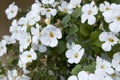 Beautiful Sutera blooms white flowers in the garden in summer day