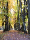 Path in park and old autumn trees, Lithuania Royalty Free Stock Photo