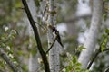 Beautiful swallow bird standing on the tree branch