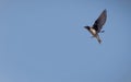 Beautiful swallow in full flight over a blue sky Royalty Free Stock Photo