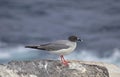 Beautiful Swallow-tailed gull