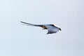 Swallow-tailed kite prey bird hunting in the skies of Costa Rica Royalty Free Stock Photo