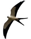 Swallow-tailed kite prey bird hunting in the skies of Costa Rica Royalty Free Stock Photo