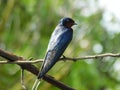 beautiful swallow on a wire. Swallow. beautiful bird