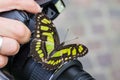 Swallowtail butterfly on a camera, held by the photographer.