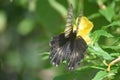 Beautiful swallowtail butterfly closing its wings in a garden Royalty Free Stock Photo