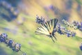 Beautiful Swallowtail butterfly drinking nectar Royalty Free Stock Photo