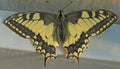 Beautiful swallowtail butterfly, flew into the greenhouse Royalty Free Stock Photo