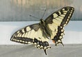 Beautiful swallowtail butterfly, flew into the greenhouse