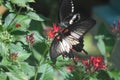 Beautiful swallowtail butterfly resting on a flower Royalty Free Stock Photo