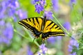 Beautiful Swallowtail Butterfly on some purple flowers. Royalty Free Stock Photo