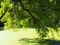 A beautiful swamp cypress Taxodium distichum Royalty Free Stock Photo