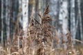 Beautiful swamp grass, also known as schoenoplectus, bulrushes