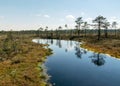 Swamp landscape with blue sky and water, traditional swamp plants, mosses and trees, bog in summer