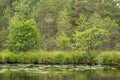 A beautiful swamp landscape near the lake in morning light. Marsh scenery in Northern europe.