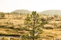 A beautiful swamp landscape near the lake in morning light. Marsh scenery in Northern europe.